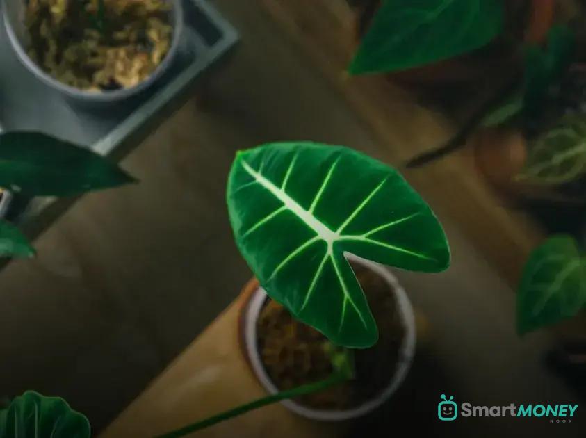 4. Enlisting Help from Friends or Neighbors