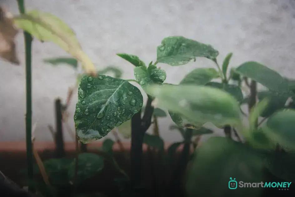 Adjust Watering Practices