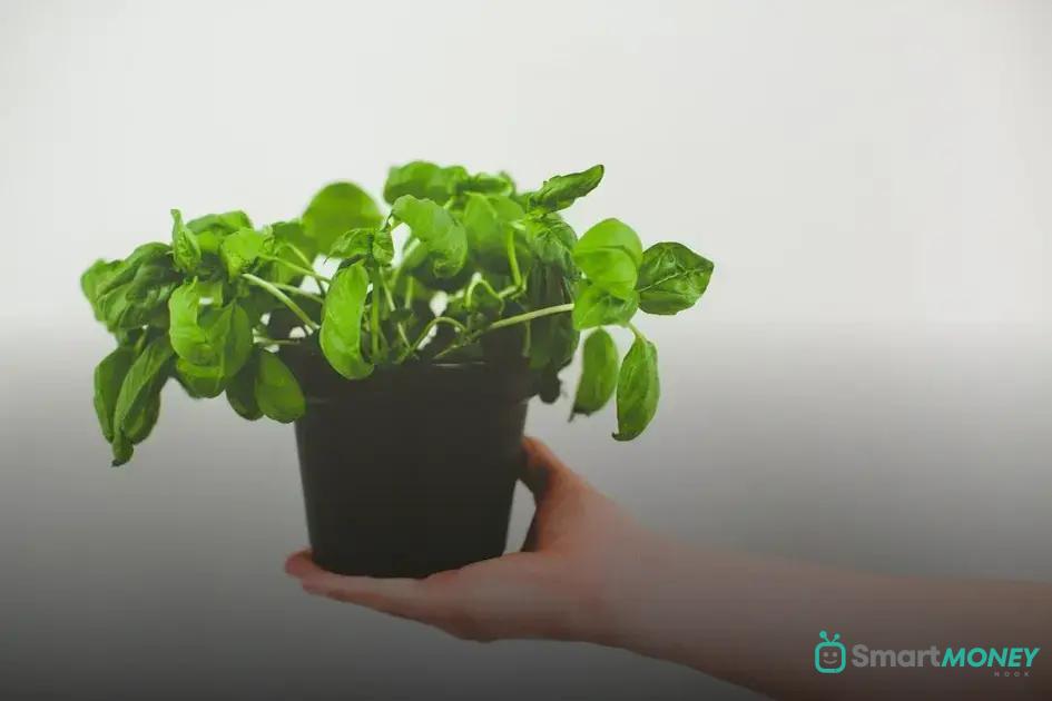 Benefits of Regular Pruning