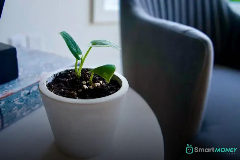 Caring for Plants in a Humid Apartment: Essential Tips
