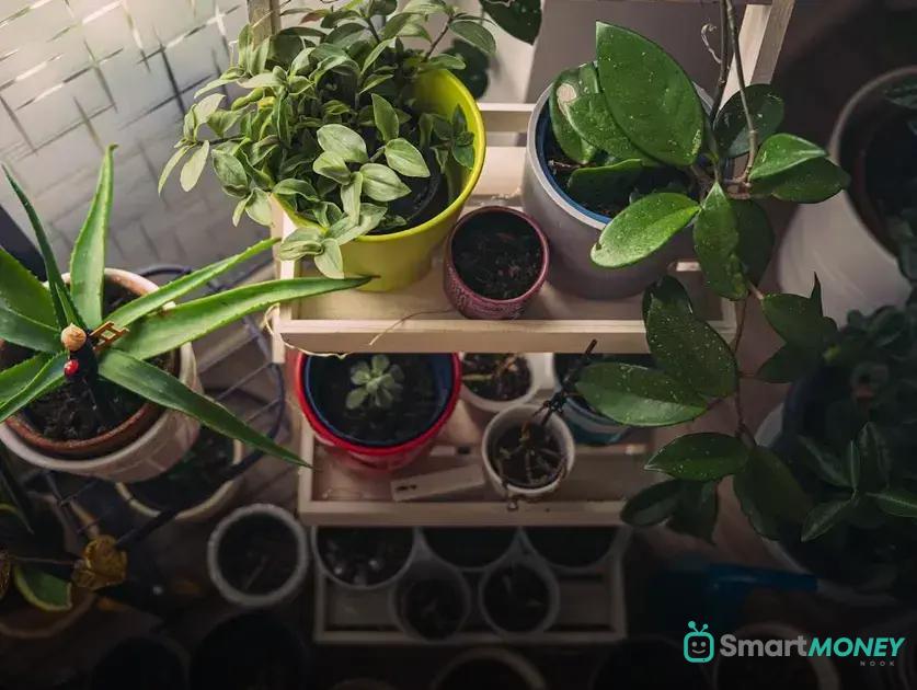 Check Soil and Repot