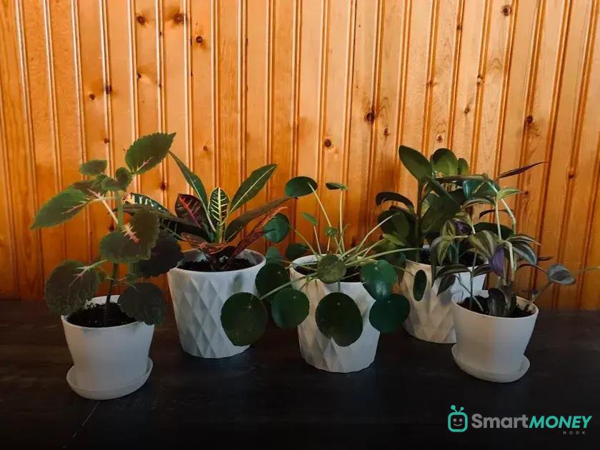 Choosing the Right Pot for Healthy Growth