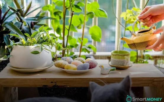 Going on Vacation? Keep Plants Alive Effortlessly