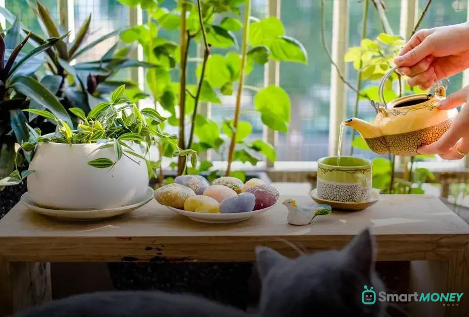Going on Vacation? Keep Plants Alive Effortlessly