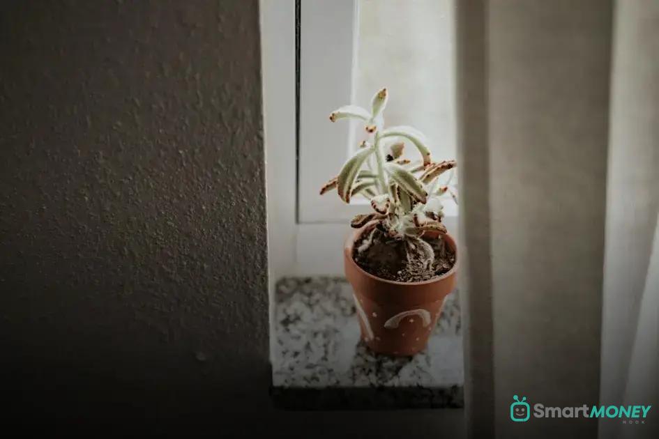 Growing Edible Plants Inside Your Kitchen: Tips & Tricks