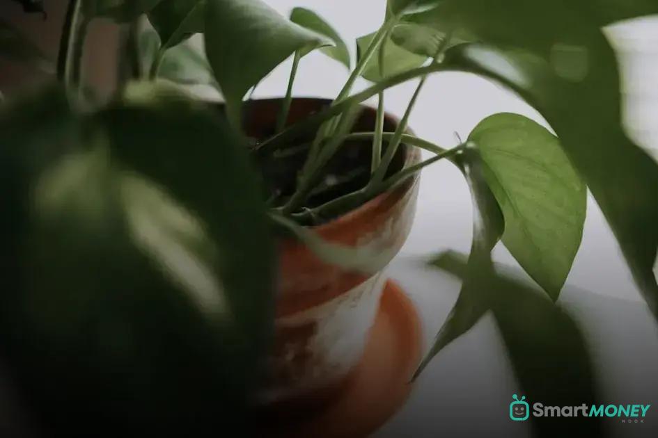 How to Rescue a Dying Houseplant: Easy Tips and Tricks