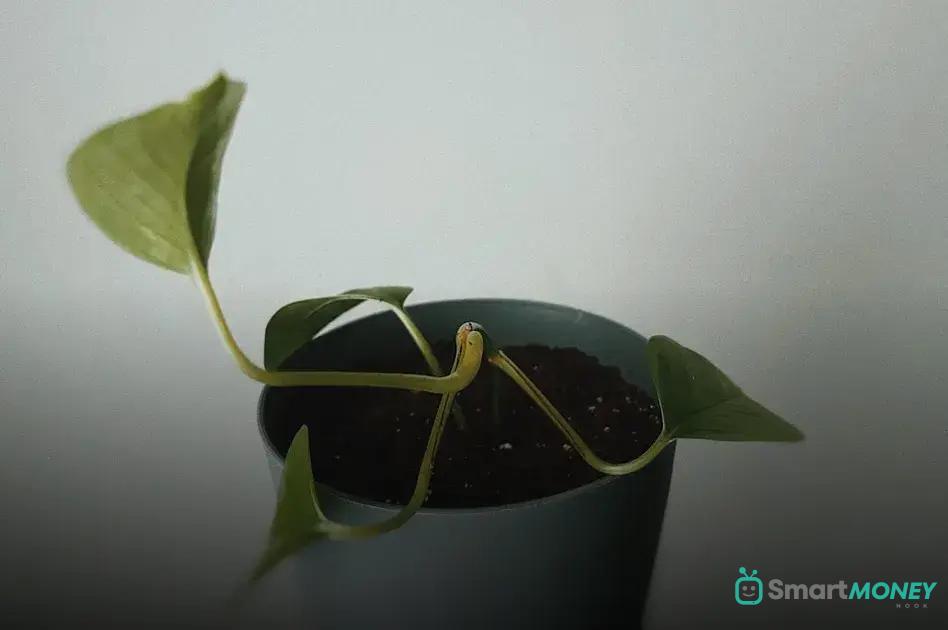 How to Set Up Your Plant Journal