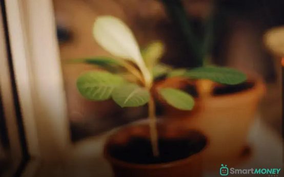 How to Start a Plant Journal to Track Growth Effectively
