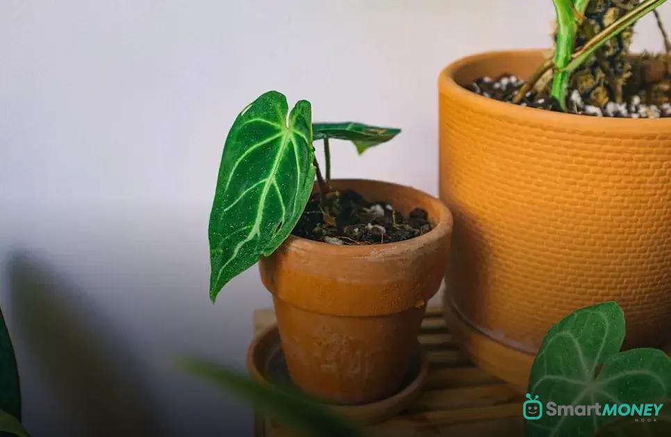 Maximizing Light for Your Kitchen Garden Maximizing Light for Your Kitchen Garden