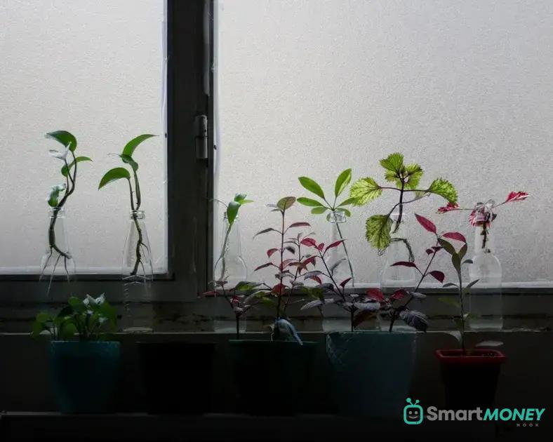 Moving? How to Safely Transport Your Plants