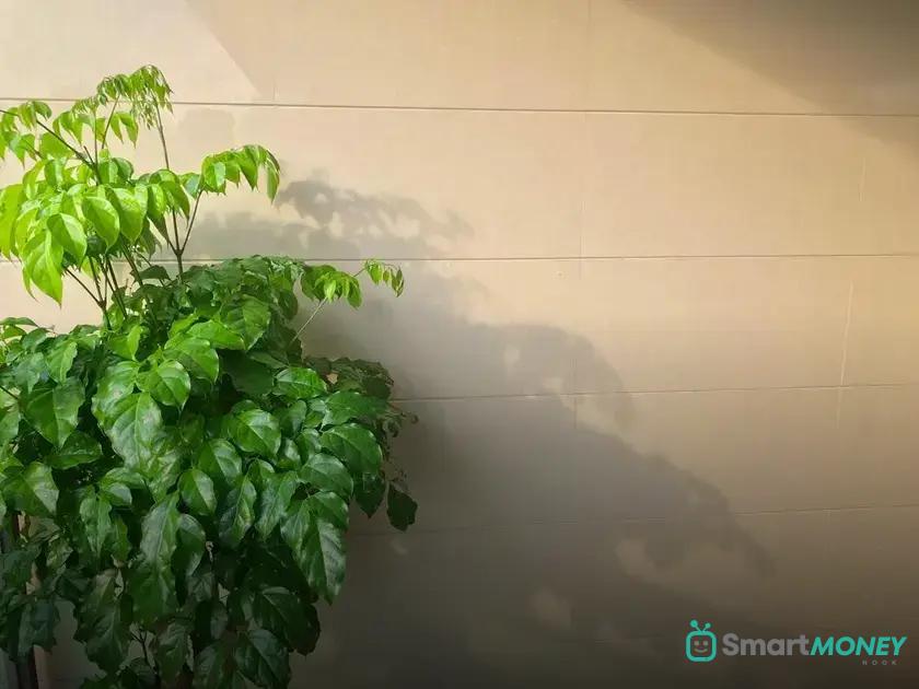 Preventing Mold and Pests