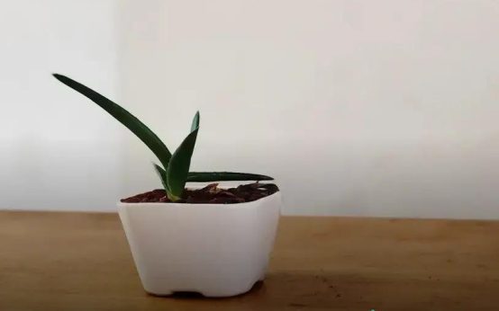 Pruning 101: Keeping Your Plants in Perfect Shape