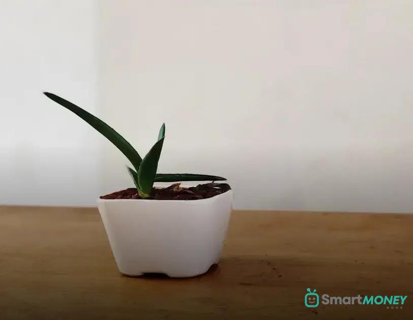 Pruning 101: Keeping Your Plants in Perfect Shape