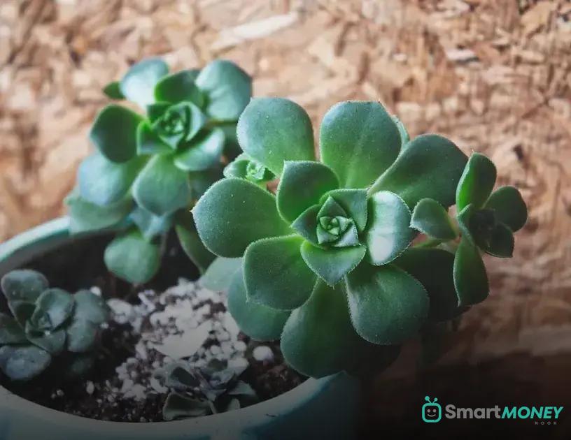 Seasonal Care: Preparing Your Plants for Winter Now