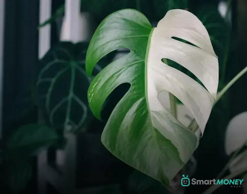 Securing Your Plants in the Vehicle