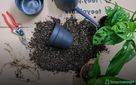 The Science Behind Plant Growth Indoors: Unveiling Secrets