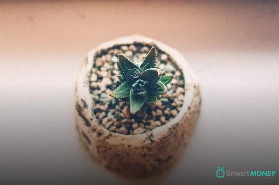 Tracking Plant Growth Over Time