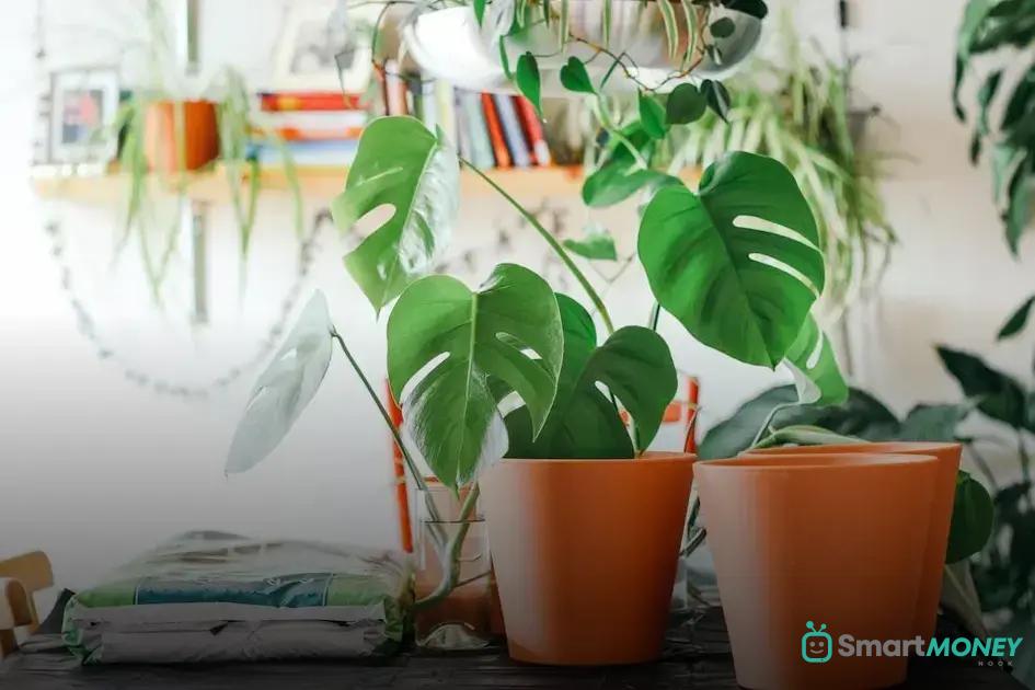 Watering Techniques for Indoor Plants