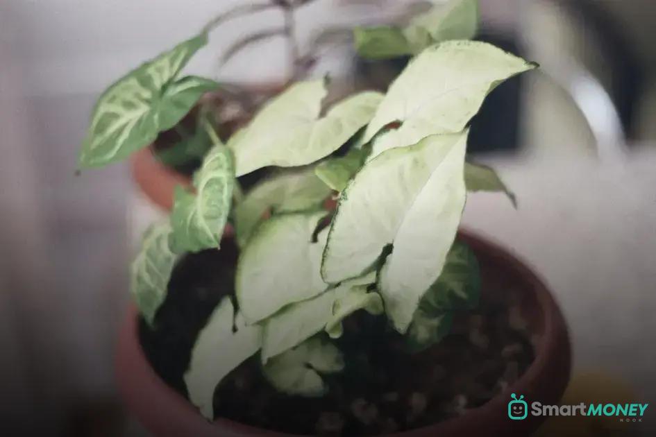 When and How to Repot Your Houseplants: Easy Guide